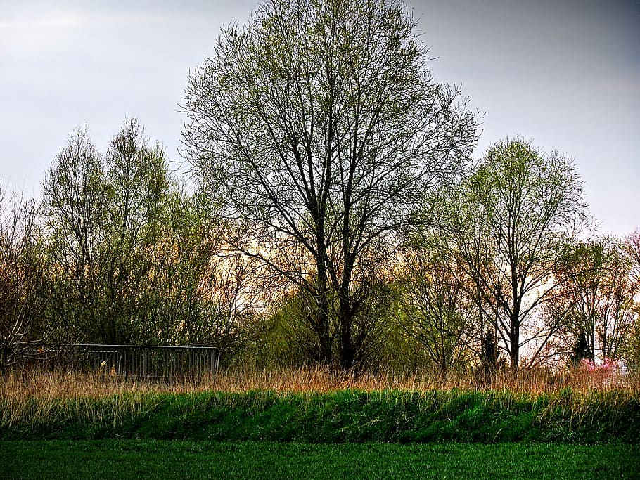 tree, green, spring, nature, landscape, field, plant, grass HD wallpaper