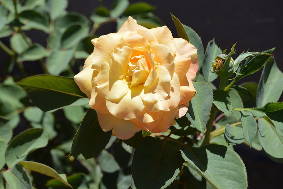 chris evert rose, flower, full bloom, blossom, garden, nature, HD wallpaper
