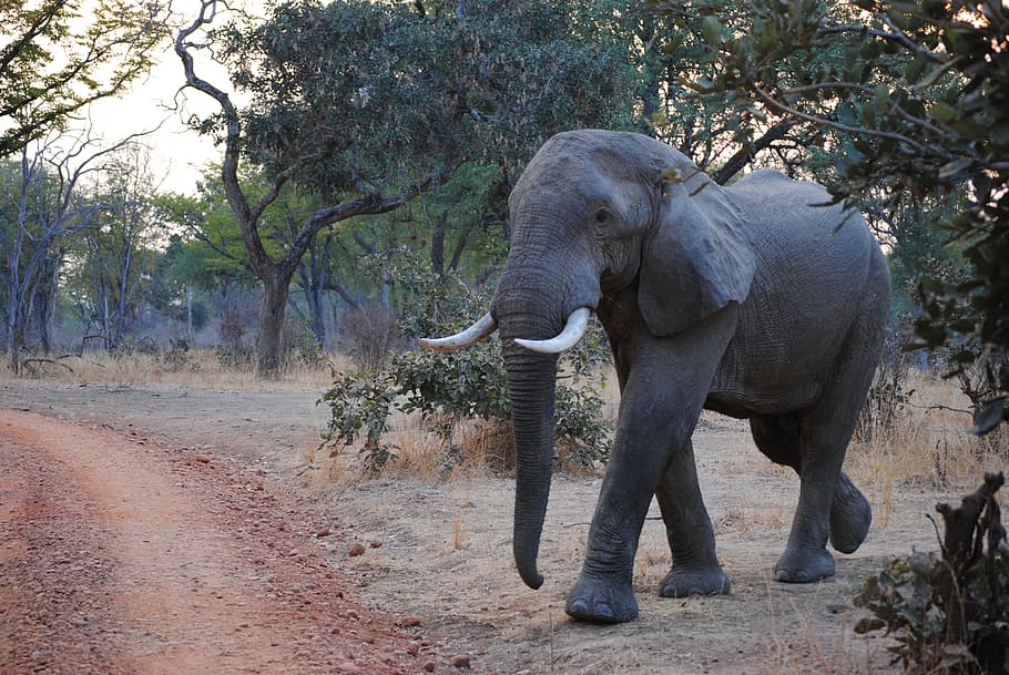 Elephant, Zambia, South, Luangwa, south luangwa, africa, safari, HD wallpaper