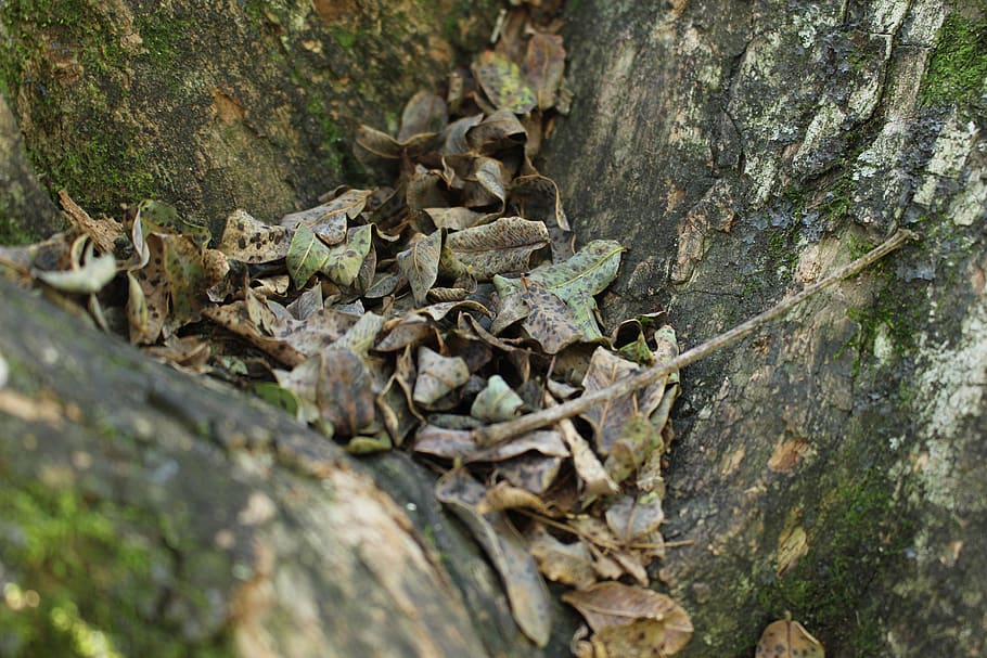 nature, tree, brown, tree trunk, selective focus, plant, day HD wallpaper