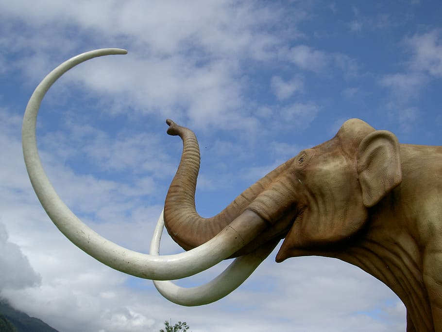 brown elephant illustration, mammoth, park, tusks, proboscis HD wallpaper