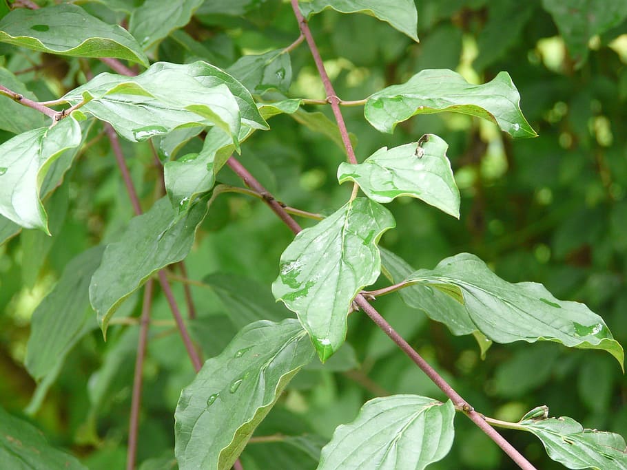 leaves, nature, green, leaf, raindrop, plant part, growth, green color HD wallpaper