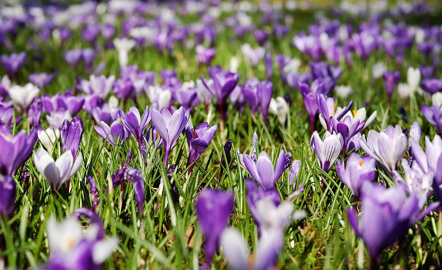 purple-and-white flowers, crocus, spring, bloom, meadow, nature, HD wallpaper