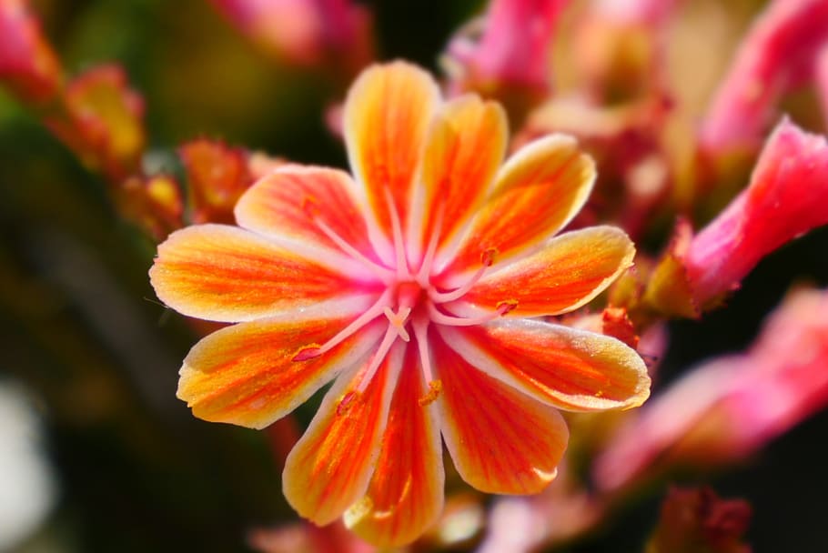 flowers, nature, orange, flowering plant, freshness, beauty in nature HD wallpaper