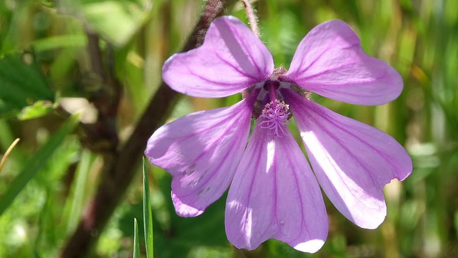 clematis, flower, spring, flowering plant, beauty in nature HD wallpaper