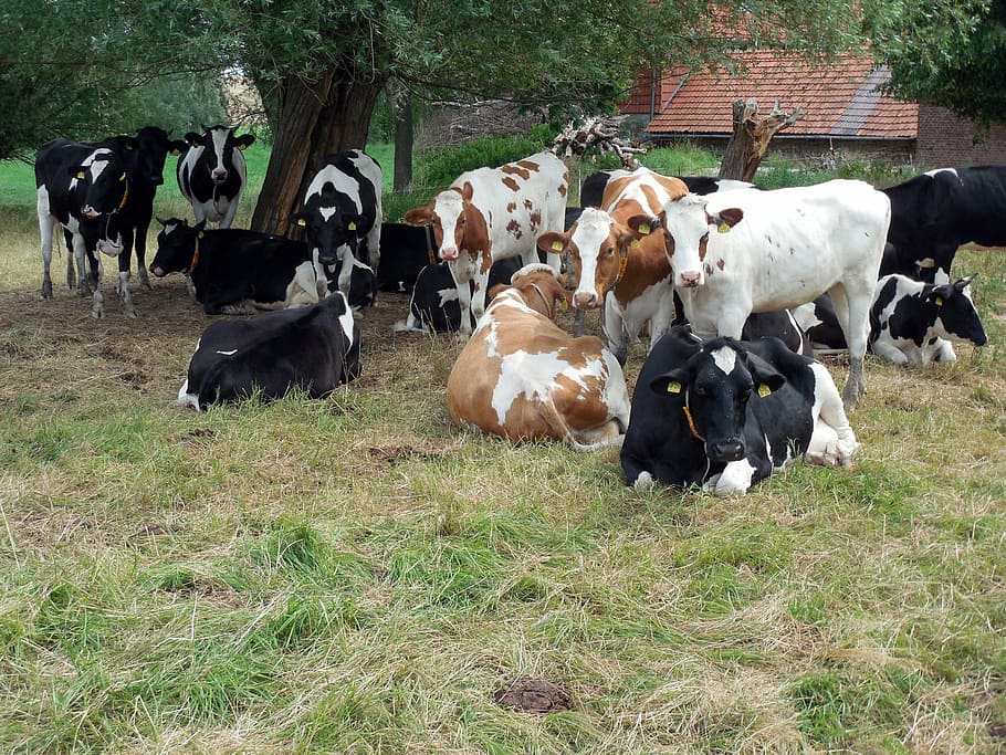 cows, cattle, cops, pasture, agriculture, spotted, livestock HD wallpaper