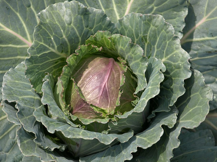 flower, cabbage, macro, green, vegetarian, leaf, garden, fresh HD wallpaper