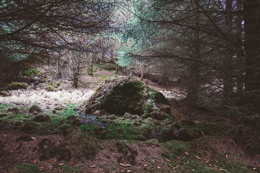 panoramic photo of trees and grasses, stone, covered, moss HD wallpaper
