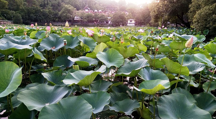 lotus, flower, leaf, pond, flora, aquatic, lake, asia, blooming HD wallpaper