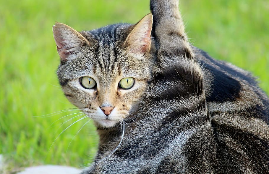 selective focus photography of brown tabby cat, pet, attention HD wallpaper
