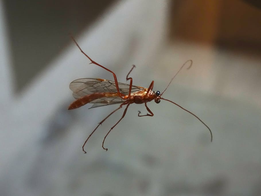 insect, wing, probe, nature, close, animal, close-up, macro HD wallpaper