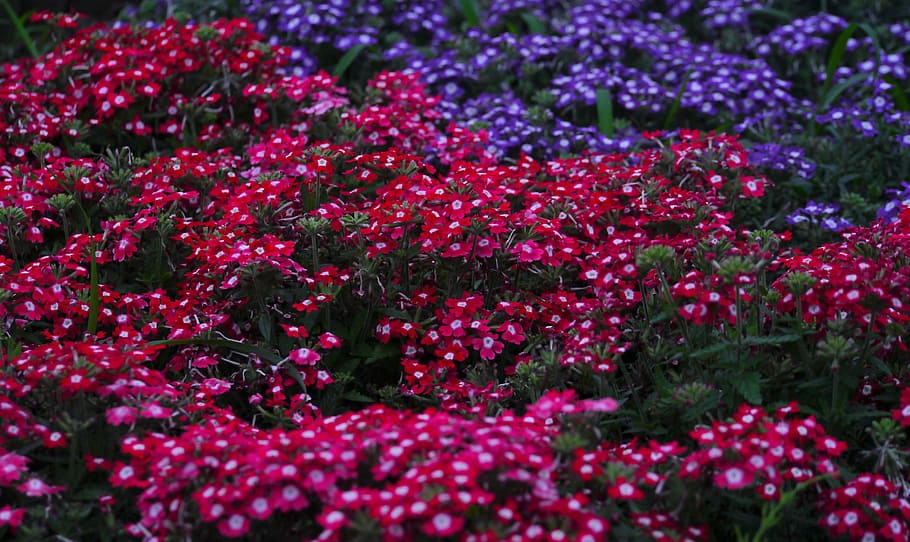 verbena, flowers, verbenaceae, red, red purple, blue-violet, HD wallpaper