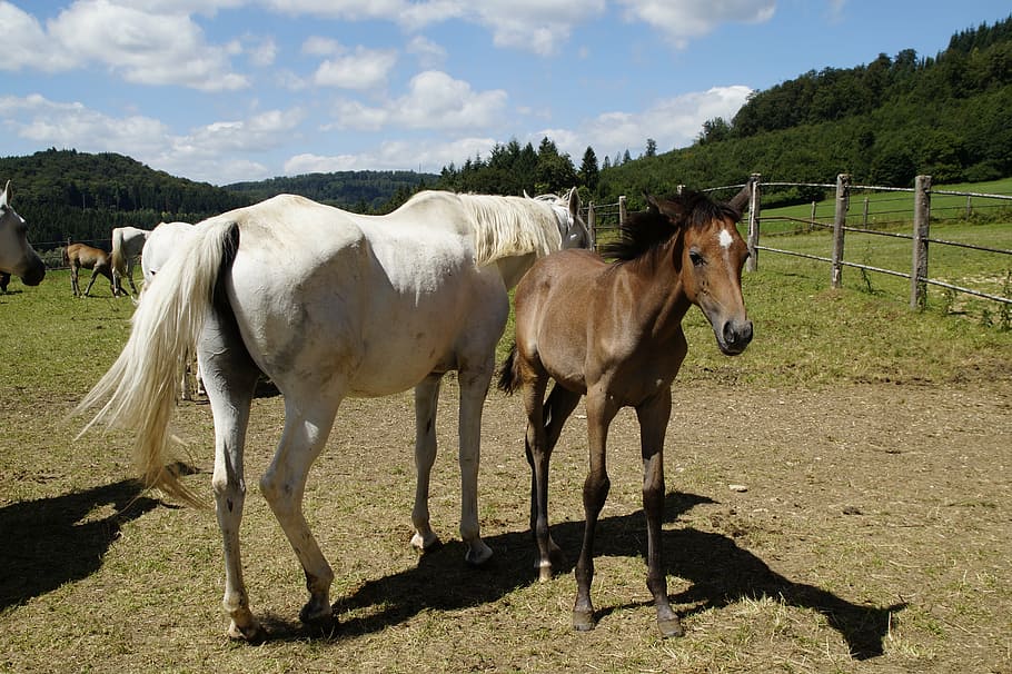white and brown horse near brown wooden fence during daytme HD wallpaper