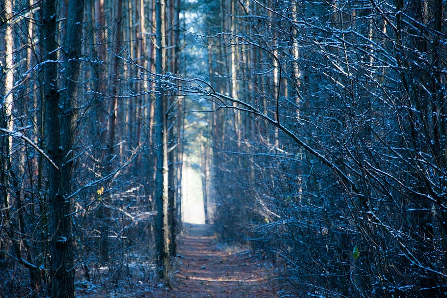 forest, winter, poland, tree, nature, the path, woodland, outdoors HD wallpaper