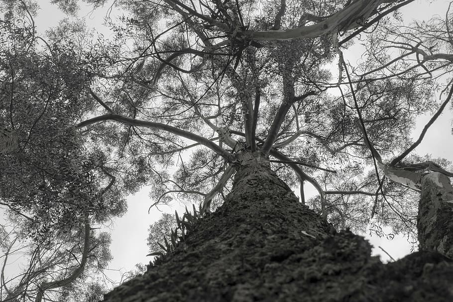 nature, tree, trunk, landscape, forest, outdoors, branch, plant HD wallpaper
