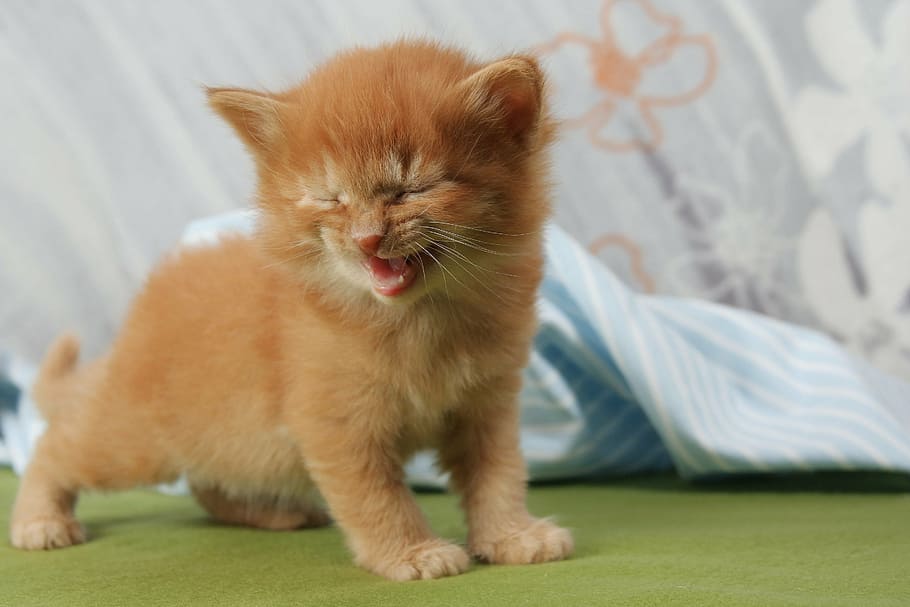 photo of orange tabby kitten, cat, laugh, meow, pet, young cat, HD wallpaper