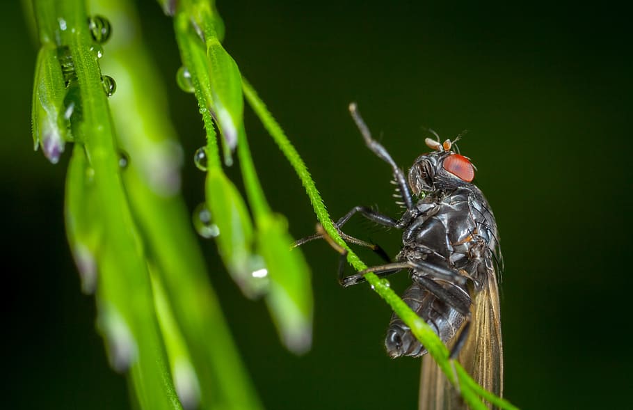 insect, nature, krupnyj plan, sheet, fly, drops, macro, animal wildlife HD wallpaper