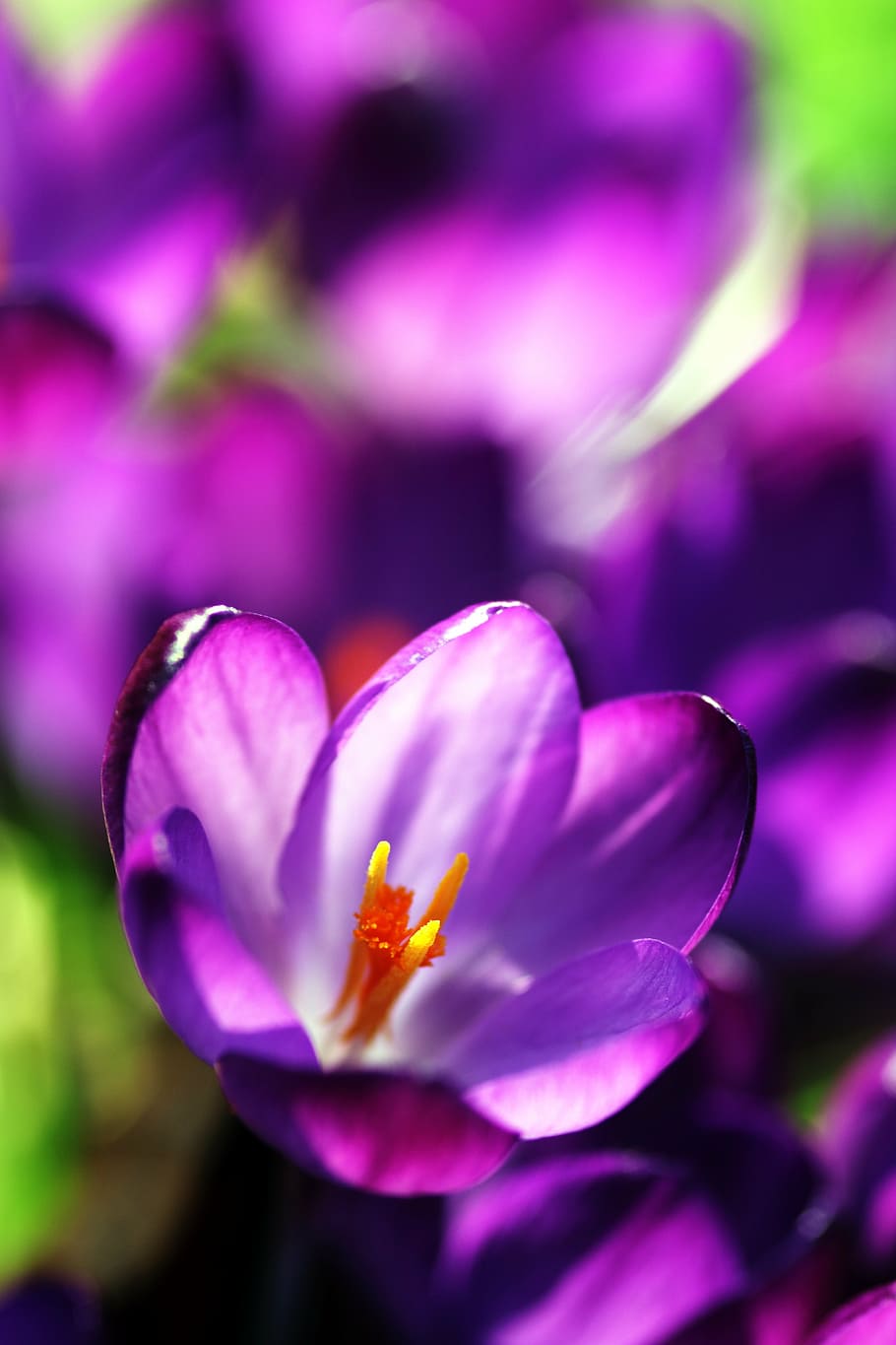 crocus, flower, spring, nature, garden, blossom, purple, season HD wallpaper