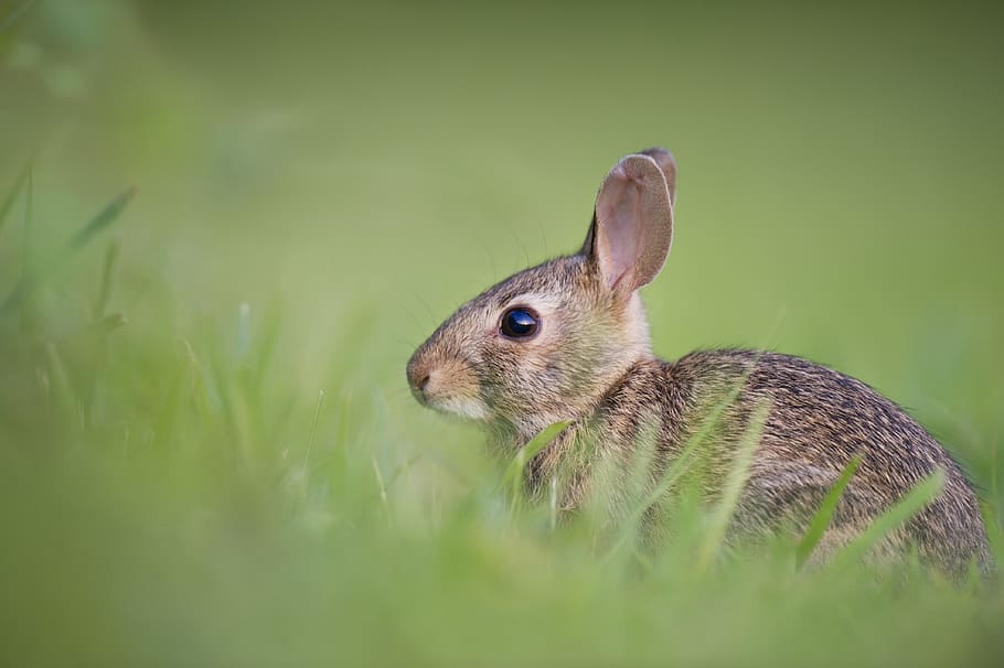 selective focus photography of brown rodent on green gras, untitled, HD wallpaper