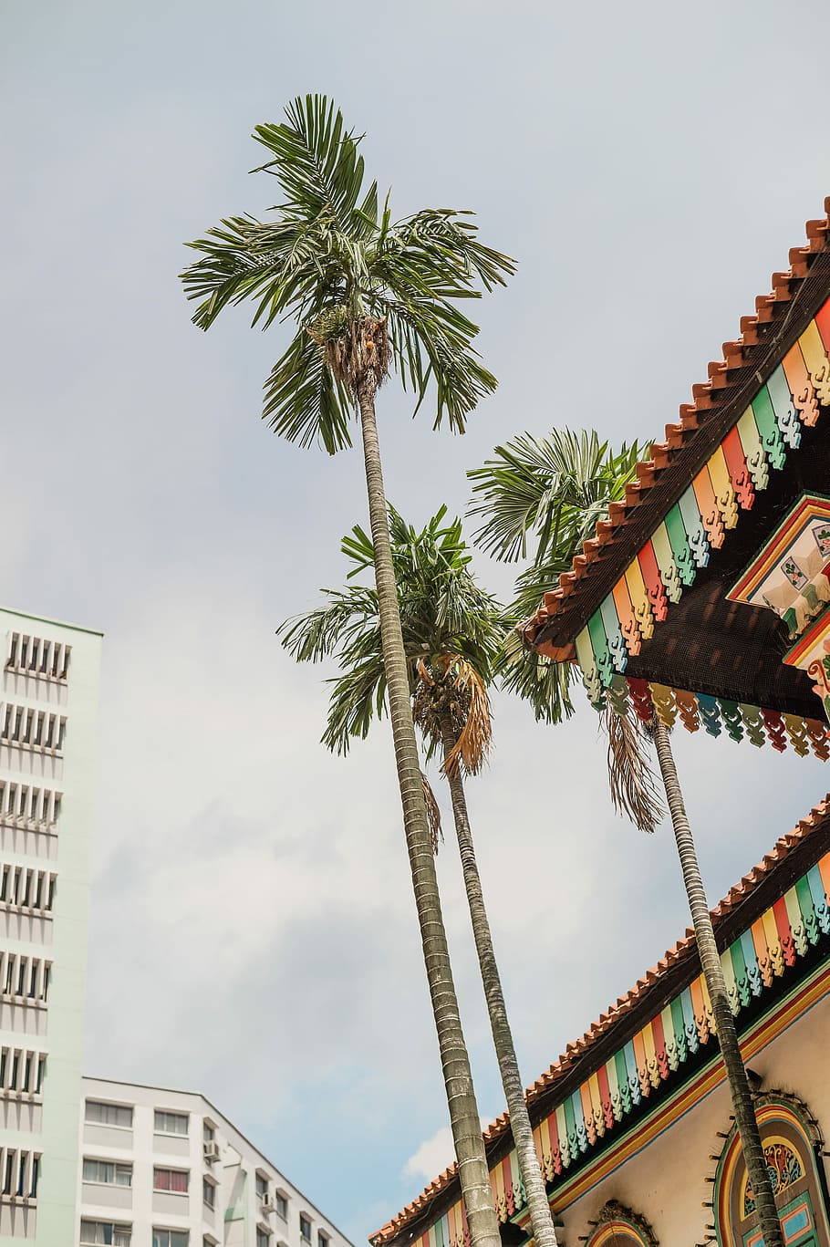 Singapore, worm's-eye view photography trees, palm tree, building HD wallpaper
