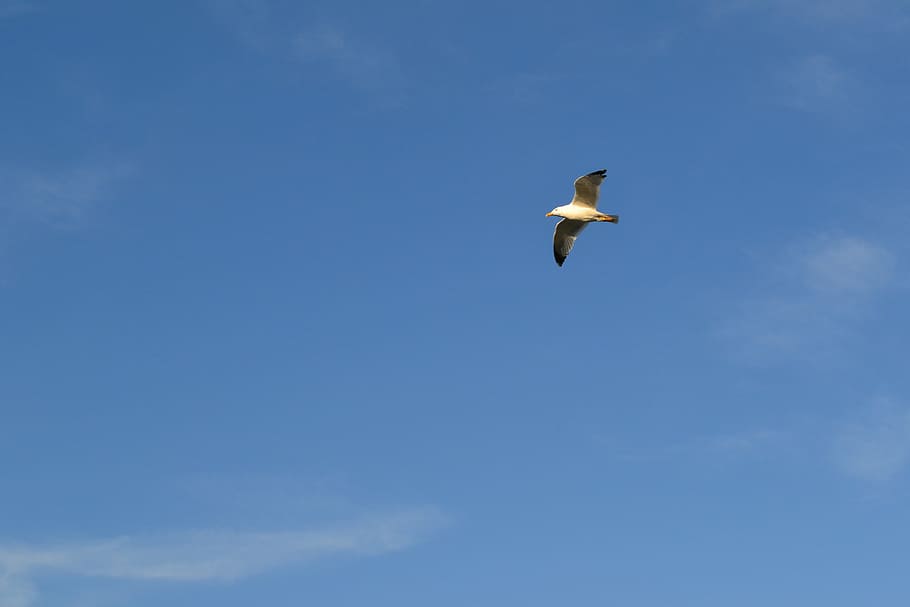 seagull, bird, sky, animals in the wild, animal wildlife, animal themes HD wallpaper
