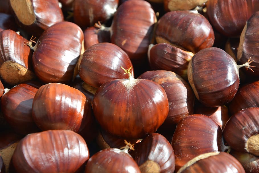 chestnuts, fruit, nature, tree, fruit chestnut, bug thorny HD wallpaper