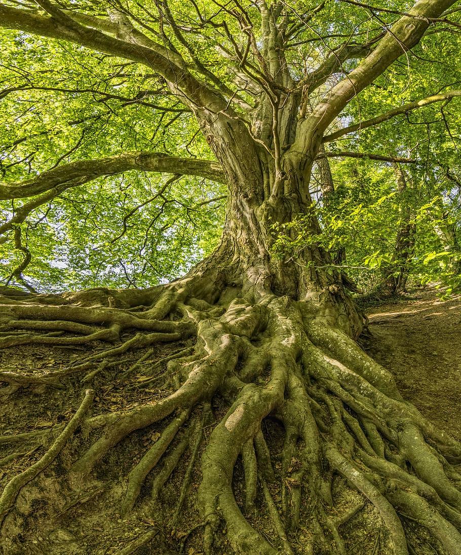 green leafed trees inside the jungle, root, forest, impressive, HD wallpaper