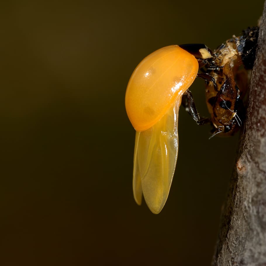 birth, ladybug, yellow, insects, newborn, coccinellidae, coccinella HD wallpaper