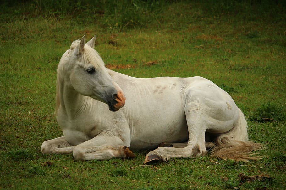 white horse lying on green grass, mold, thoroughbred arabian, HD wallpaper