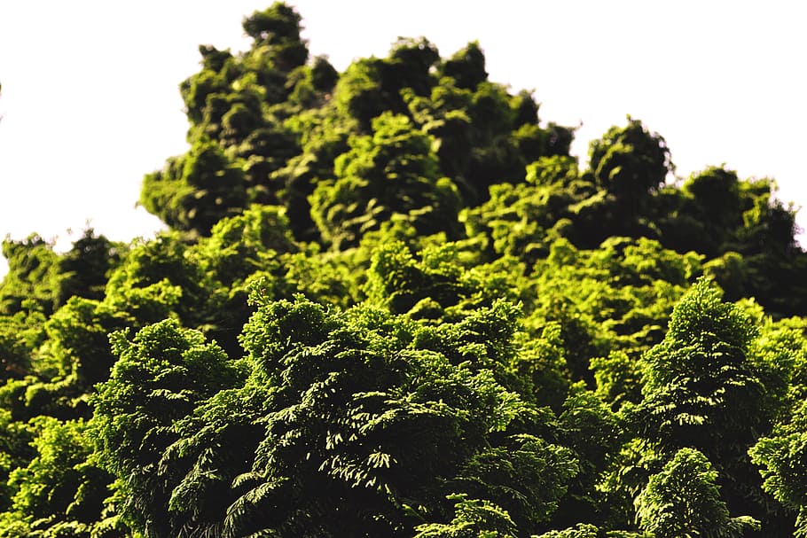 tree, green, nature, green tree, forest, park, green color HD wallpaper