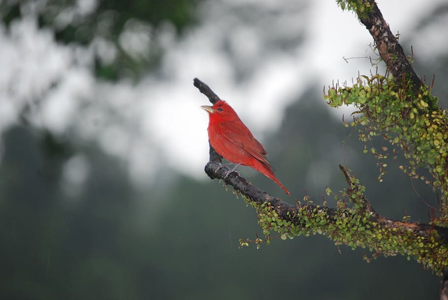 red, bird, nature, one animal, winter, no people, outdoors HD wallpaper