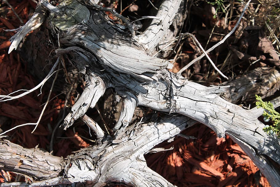 Branch, Dry, Forest, Tree, Nature, garden, wood, tree trunk HD wallpaper