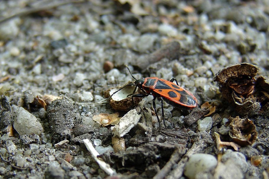 insect, meal, leftovers, stones, shells, walnut, close, animal themes HD wallpaper