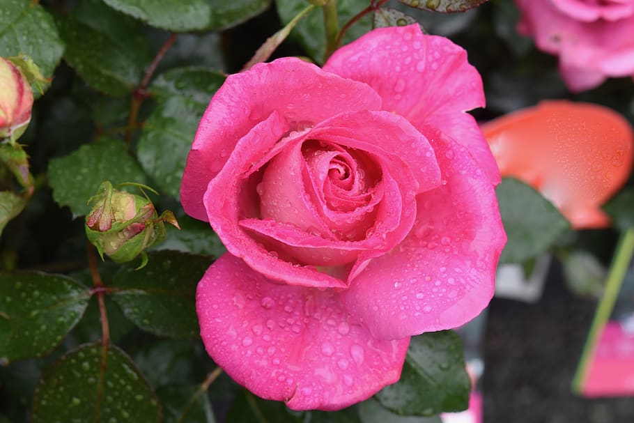 pink, rosebush, pink rain drops, small shrub, rose with water drops, HD wallpaper