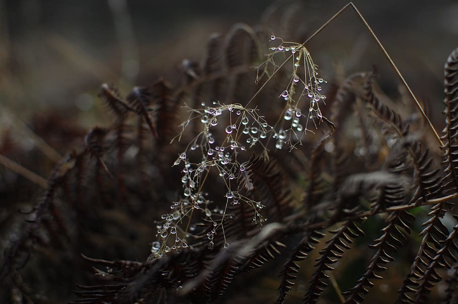 dry, drought, leaf, plant, outdoor, grass, wet, rain, close-up HD wallpaper