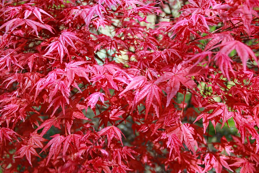 foliage, red, maple, nature, tree, forest, autumn, colors, close-up HD wallpaper