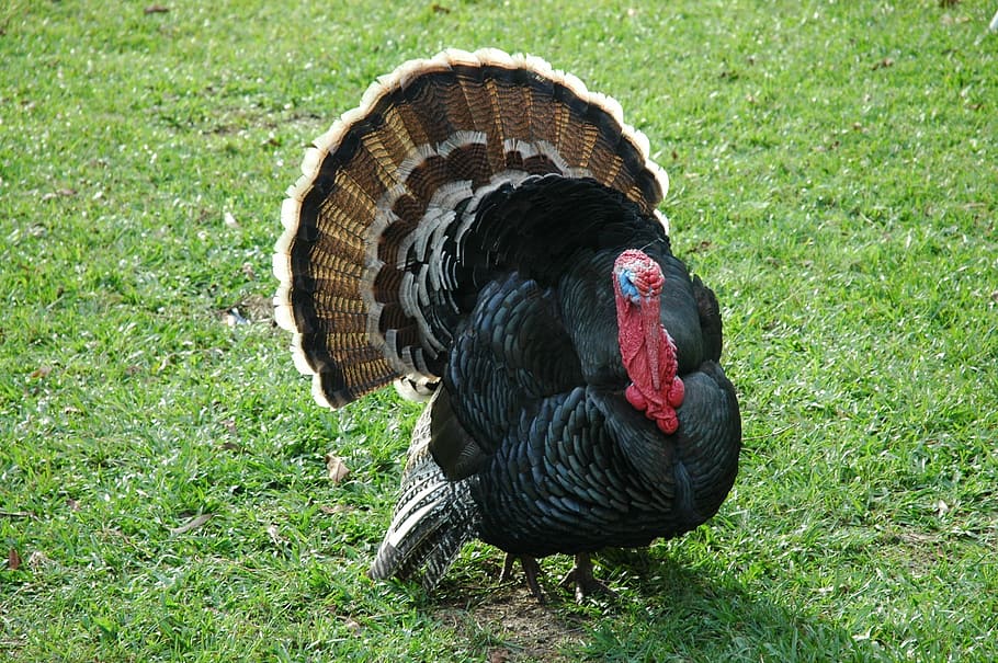 photo of black and brown turkey surrounded by green grass fields, HD wallpaper