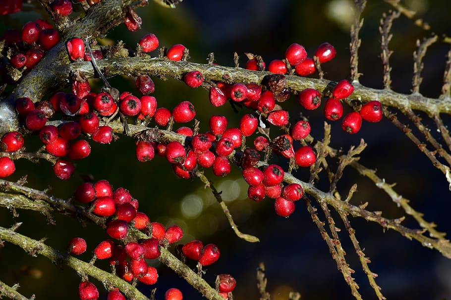 tree, branch, nature, winter, berry, rowan, spring, close, wild fruit HD wallpaper