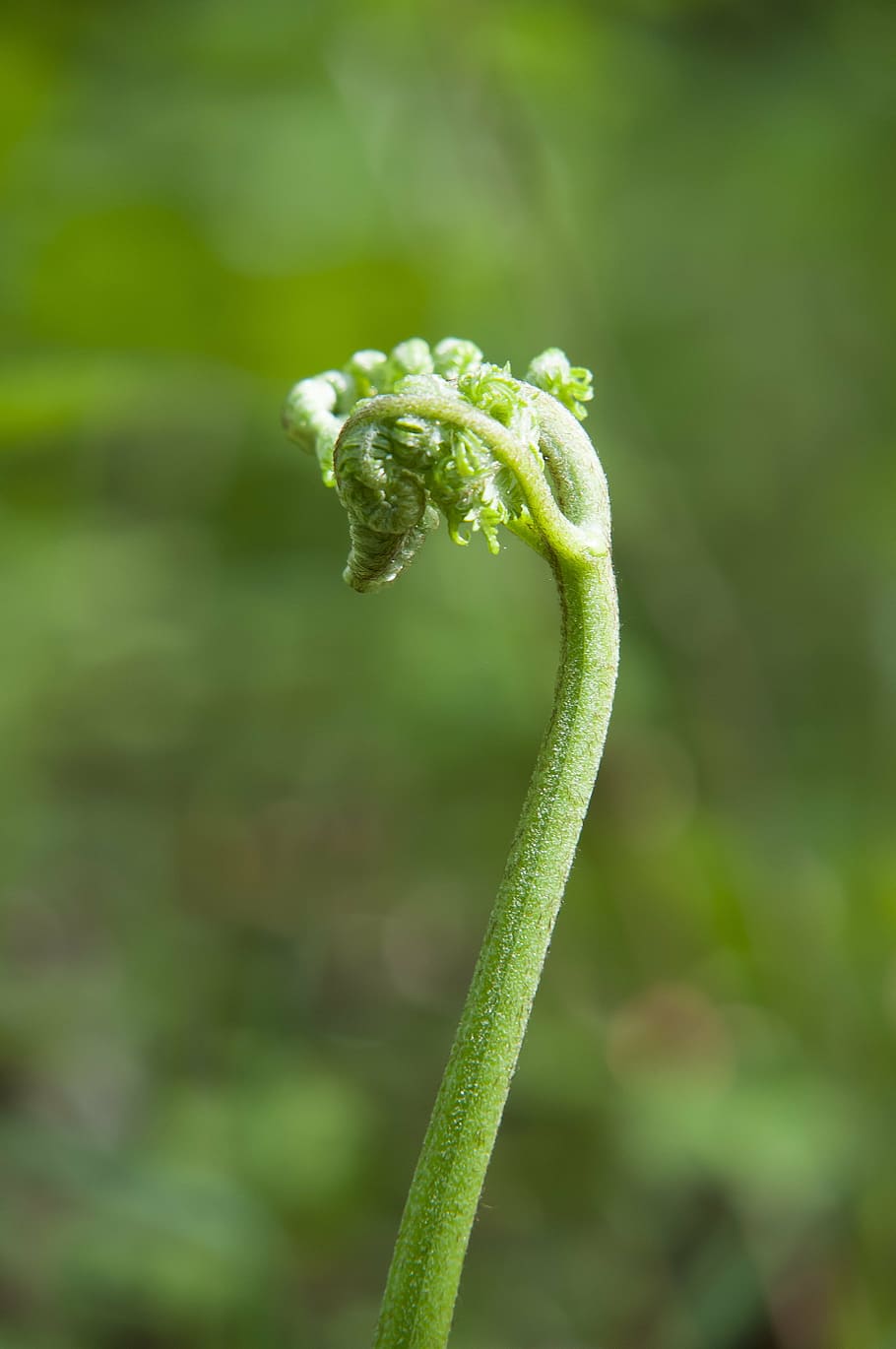 forest, boating, spring, button, tree, seedling, growth, sprout HD wallpaper