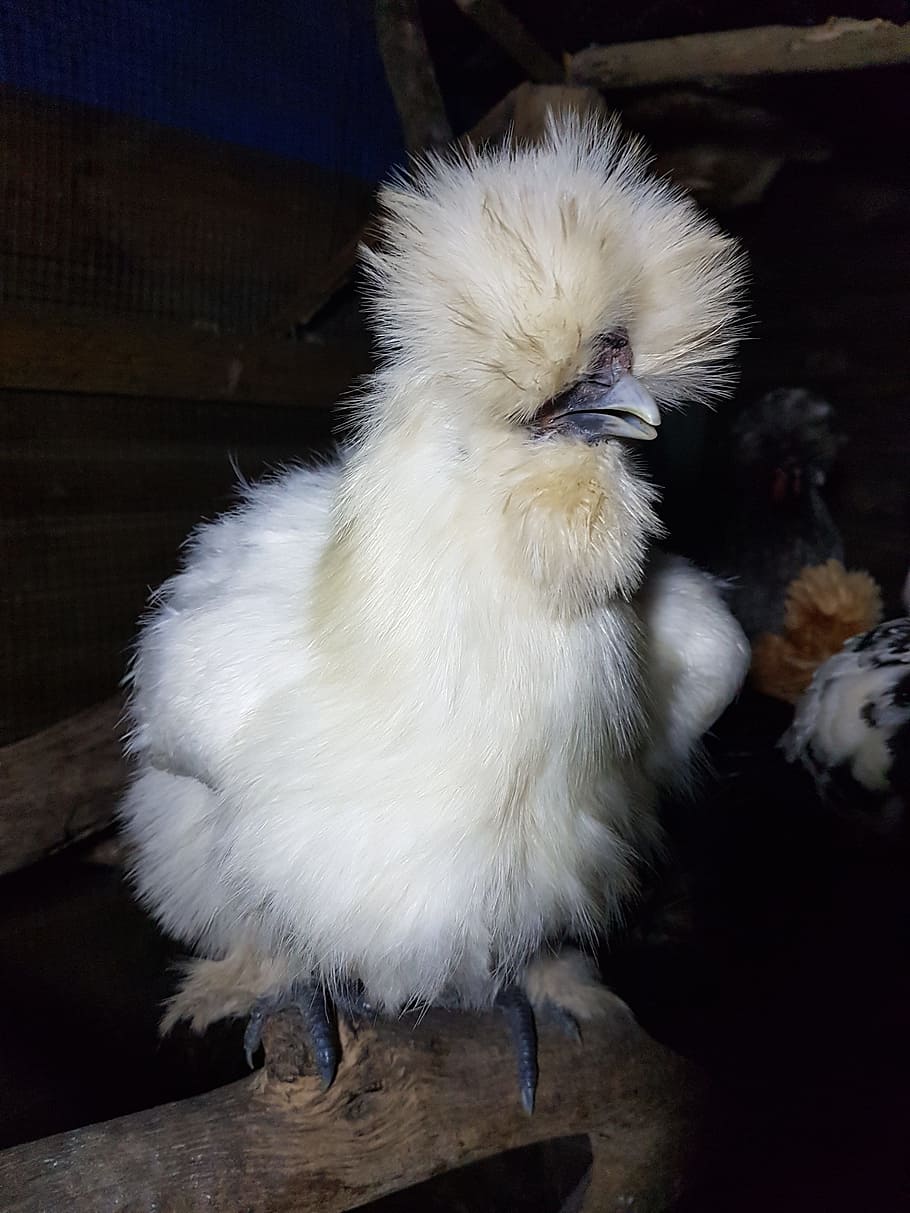 Silky, Bantam, Chicken, Poultry, Bird, pet, white, hen, farm HD wallpaper