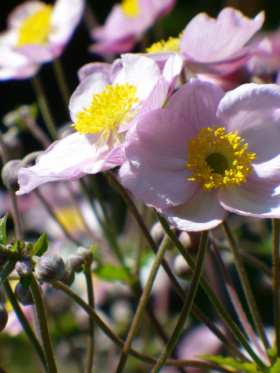 Fall, Anemone, Flower, Bloom, Nature, fall anemone, garden HD wallpaper