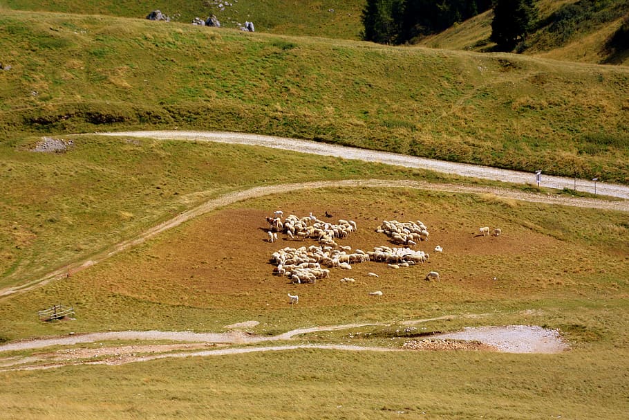 flock, mountain, sheep, prato, animal, grass, animal world HD wallpaper