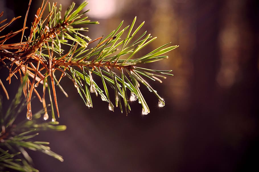 green, water, rain, tree, outdoor, plant, growth, focus on foreground HD wallpaper