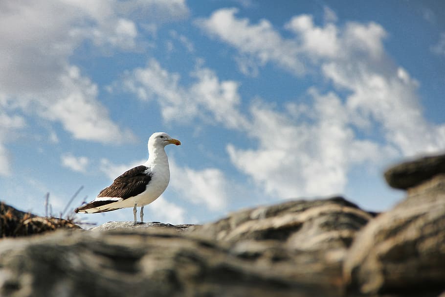seagull, sky, bird, blue, coast, clouds, white, blue sky, animal themes HD wallpaper