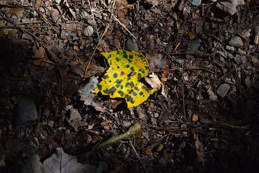 leaf, light, forest, floor, sunlight, yellow, nature, park HD wallpaper