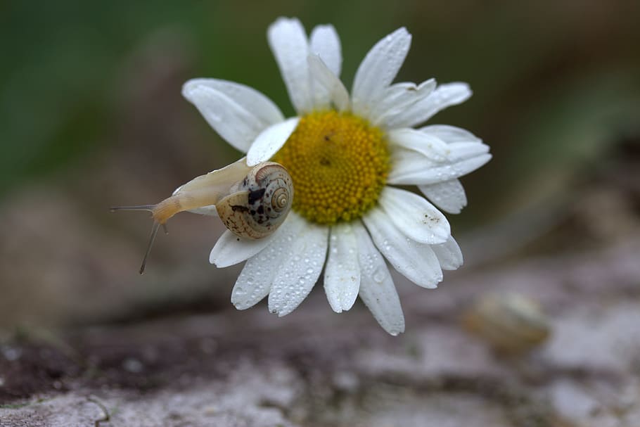 Snail, Daisy, Petals, Shell, Flower, Dew, nature, fragility HD wallpaper