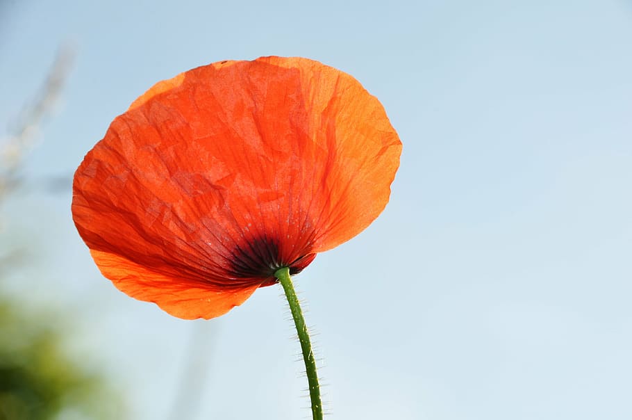 poppy, field of poppies, france, nature, flowers, red, garden, HD wallpaper