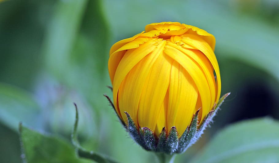 yellow petaled flower selective focus photography, marigold HD wallpaper