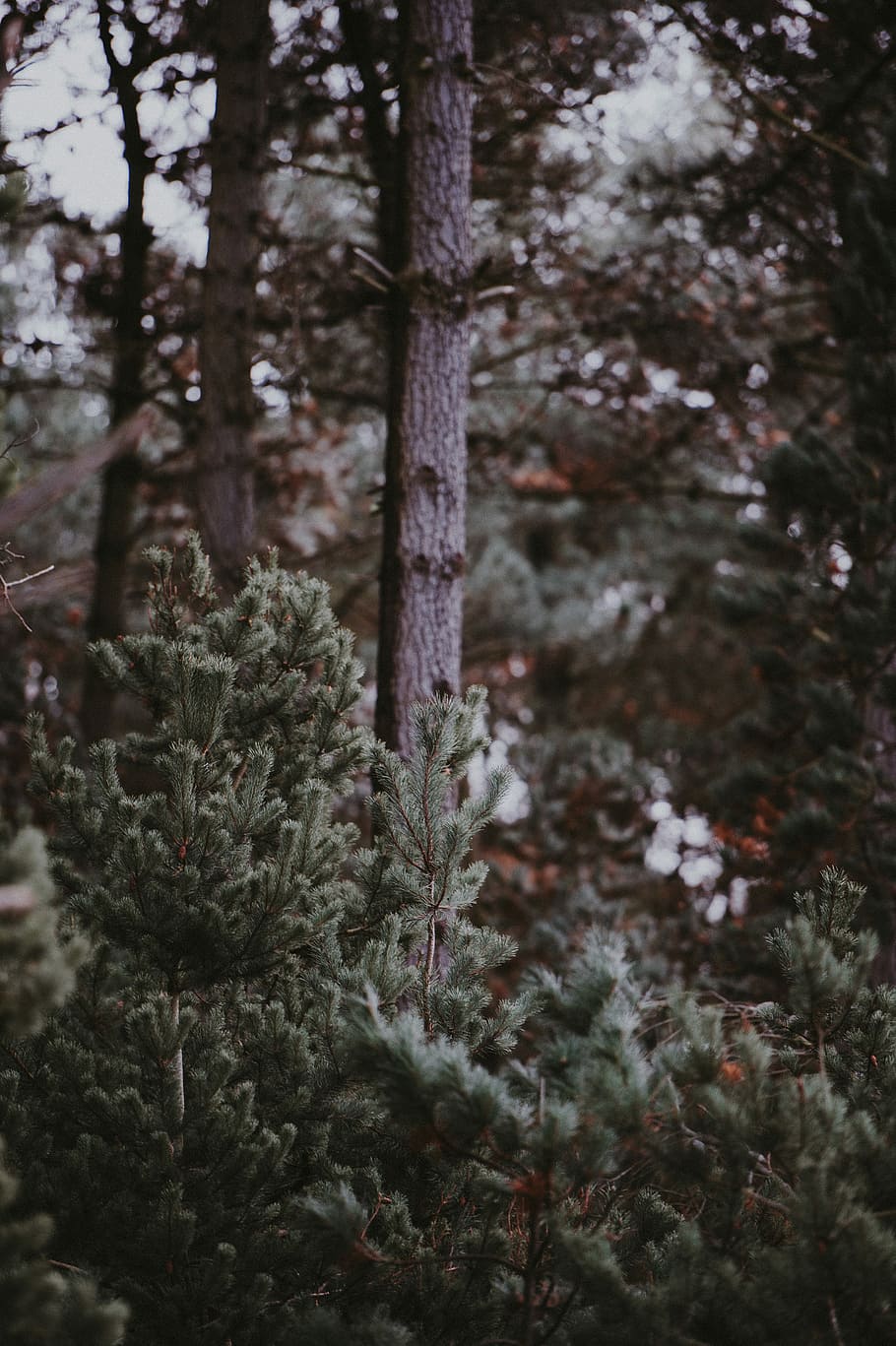 tilt shift lens photo of tree branch, forest, fern, bark, trunk HD wallpaper