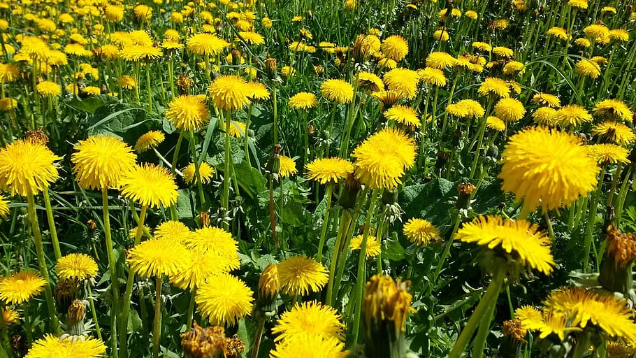 spring meadow, dandelion, grass, spring day, bloom, green, yellow HD wallpaper